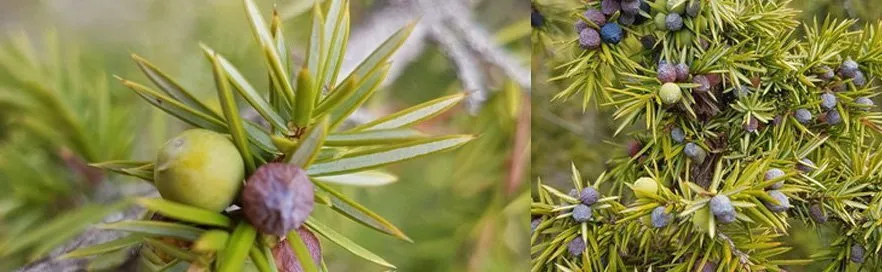 photo de genévrier illustrant une fiche de phytothérapie
