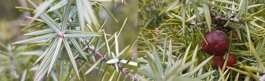 photo de genévrier cade pour illustrer une fiche de phytothérapie