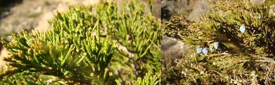 photo de genévrier sabina illustrant une fiche de phytothérapie