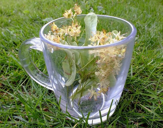 Une tasse avec une infusion de tilleul illustrant une fiche de phytothérapie