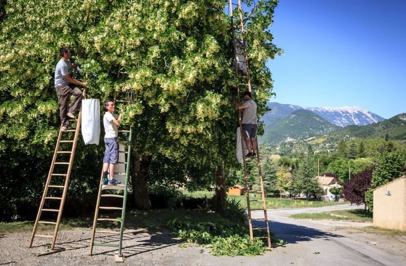 Des hommes dans un arbre en train de ramasser du tilleul illustrant une fiche de phytothérapie