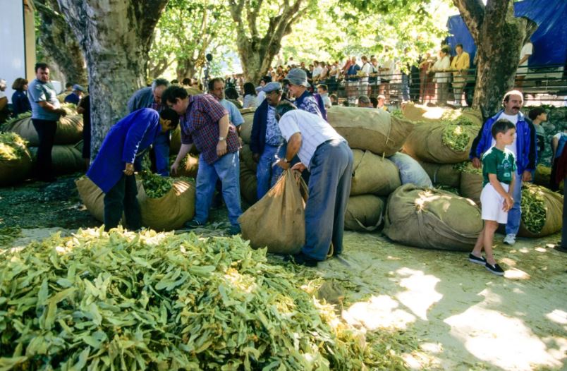des hommes et femmes sur une place de marché de village traditionnel illustrant une fiche de phytothérapie