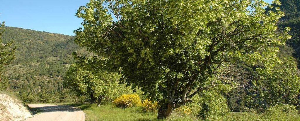 Une photo d'arbre de tilleul des Baronnies illustrant une fiche de phtyothérapie