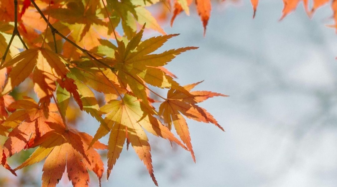 - Naturopathe Toulouse - Réflexologue Toulouse - meilleur naturopathe toulouse - médecin naturopathe toulouse - naturopathe endométriose toulouse - fatigue chronique - naturopathe hypersensible - troubles digestifs - troubles du sommeil - surcharge mentale - stress - naturopathe accompagnement femme - reconversion / burnout / charge mentale - hypersensible / post-trauma