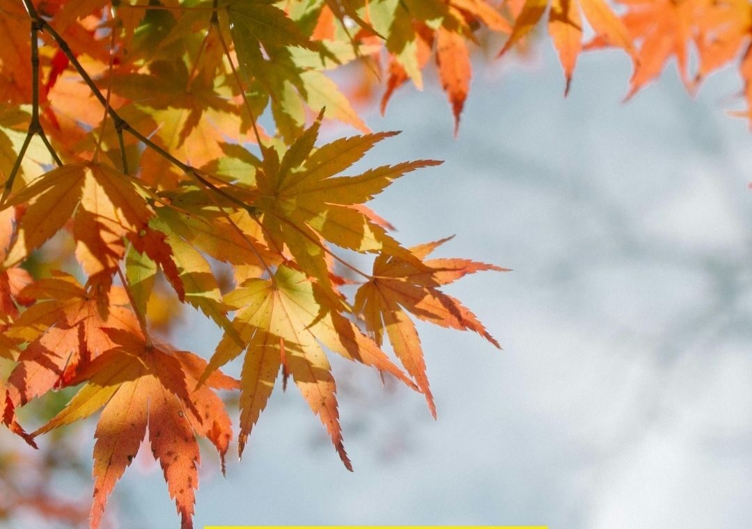 - Naturopathe Toulouse - Réflexologue Toulouse - meilleur naturopathe toulouse - médecin naturopathe toulouse - naturopathe endométriose toulouse - fatigue chronique - naturopathe hypersensible - troubles digestifs - troubles du sommeil - surcharge mentale - stress - naturopathe accompagnement femme - reconversion / burnout / charge mentale - hypersensible / post-trauma