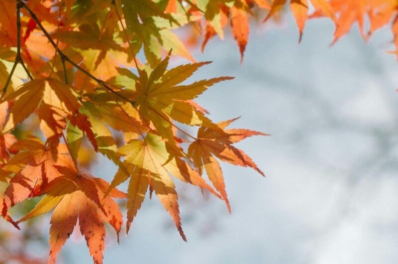 - Naturopathe Toulouse - Réflexologue Toulouse - meilleur naturopathe toulouse - médecin naturopathe toulouse - naturopathe endométriose toulouse - fatigue chronique - naturopathe hypersensible - troubles digestifs - troubles du sommeil - surcharge mentale - stress - naturopathe accompagnement femme - reconversion / burnout / charge mentale - hypersensible / post-trauma