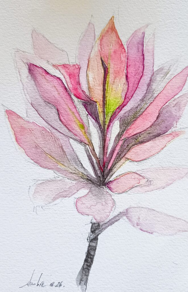 Dessin de cordyline rose