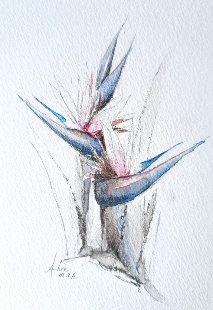 Croquis d'oiseau du paradis blanc
