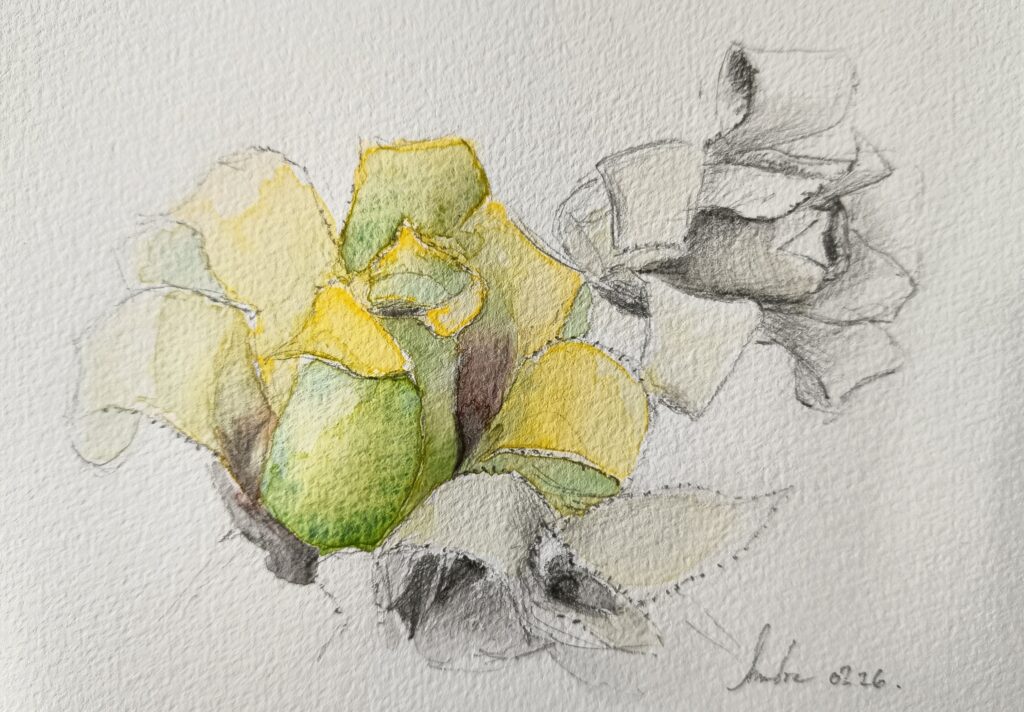 Dessin de bromeliacée jaunes