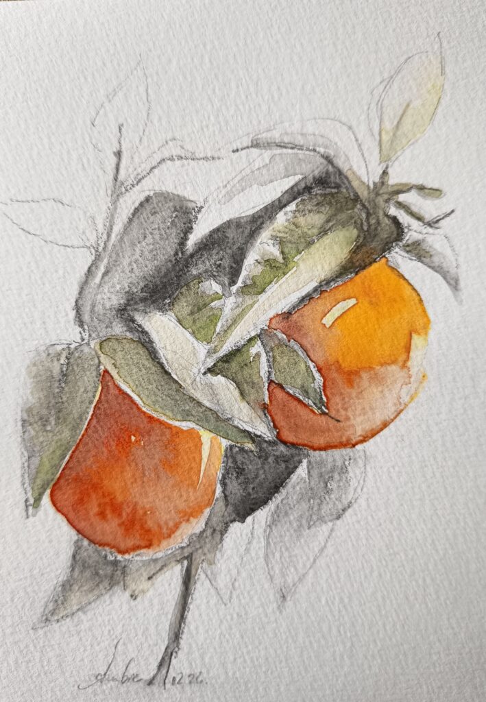 Dessin de deux oranges mûres sous leurs feuilles