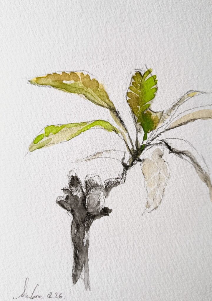 Dessin d'une pousse de feuilles au bout d'une branche