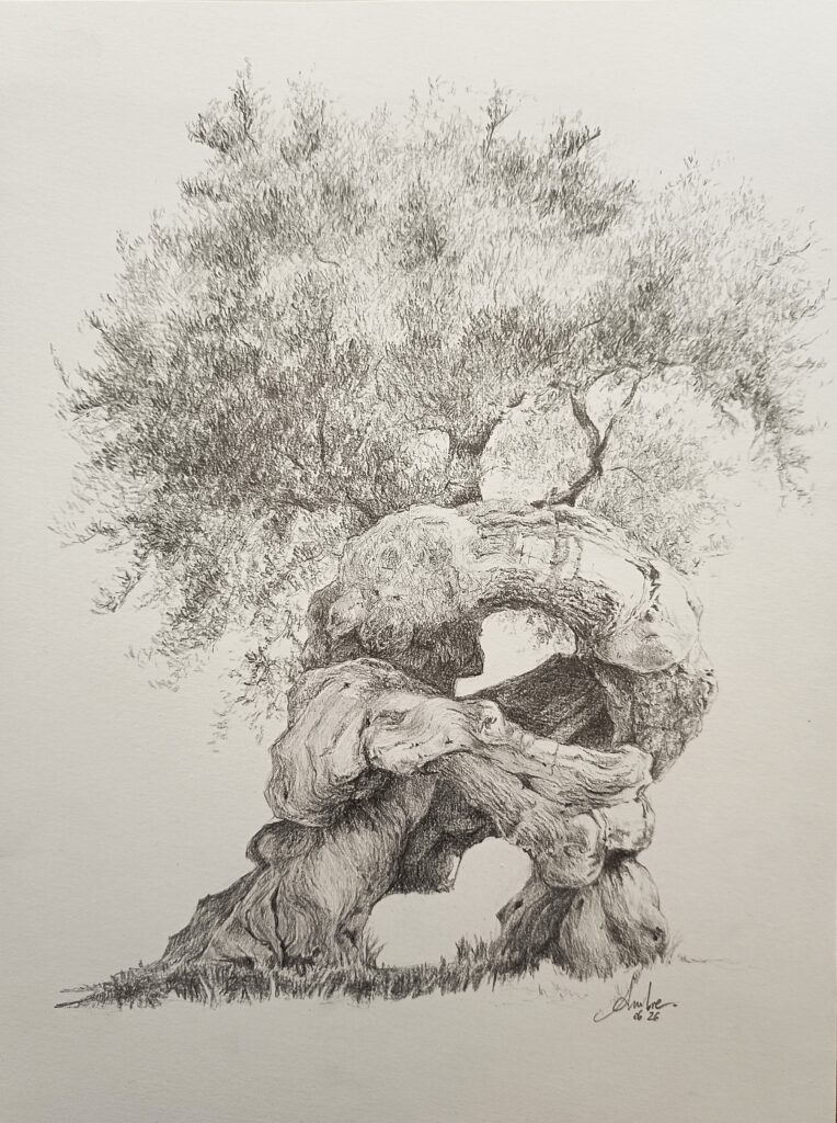 Dessin d'olivier, un arbre de phtytothérapie aux propriétés équilibrantes pour le système cardiovasculaire