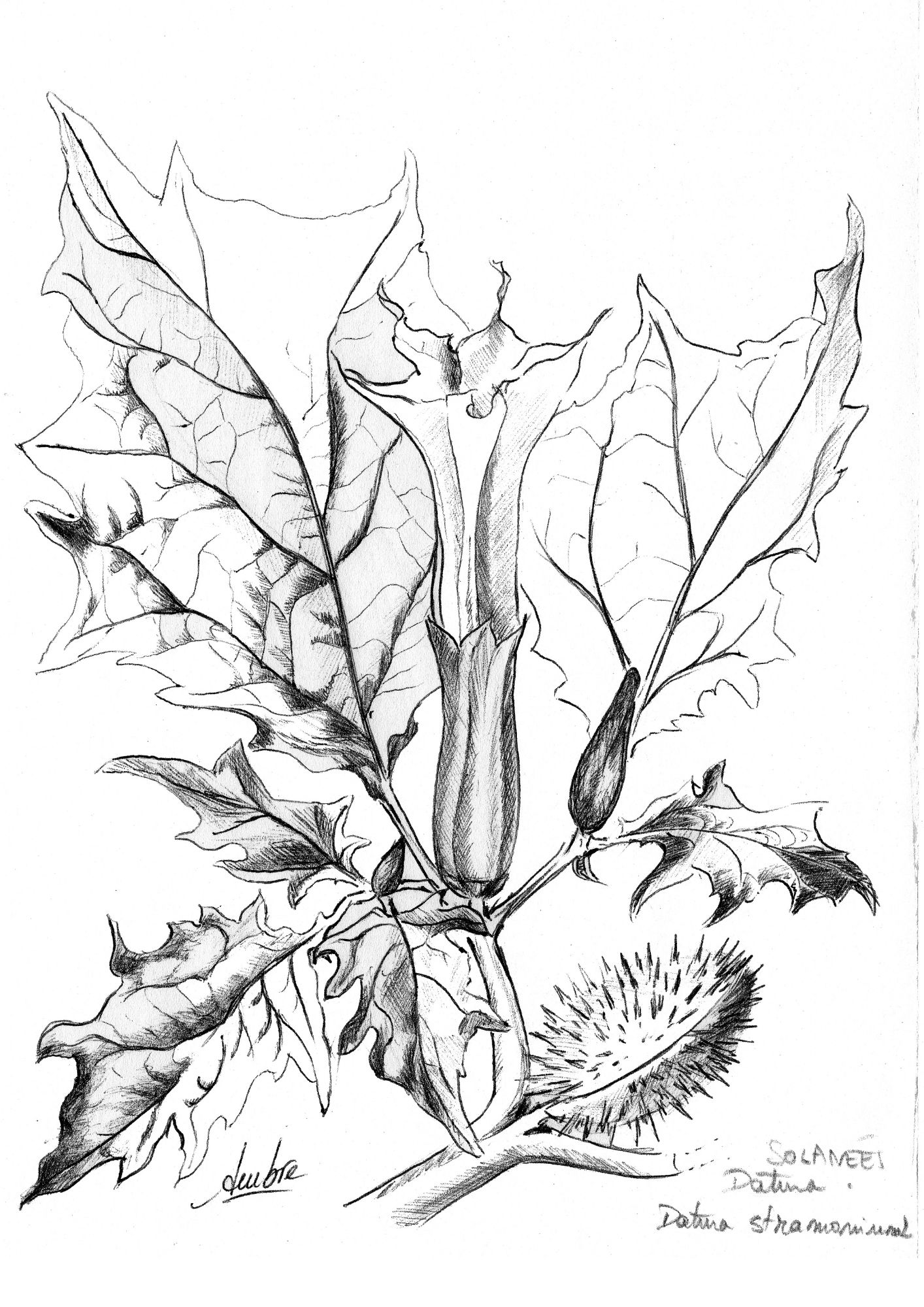 Dessin de datura