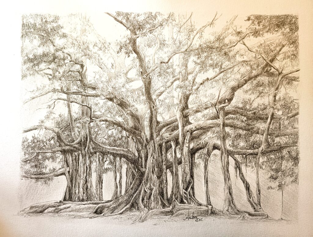 Dessin de banian