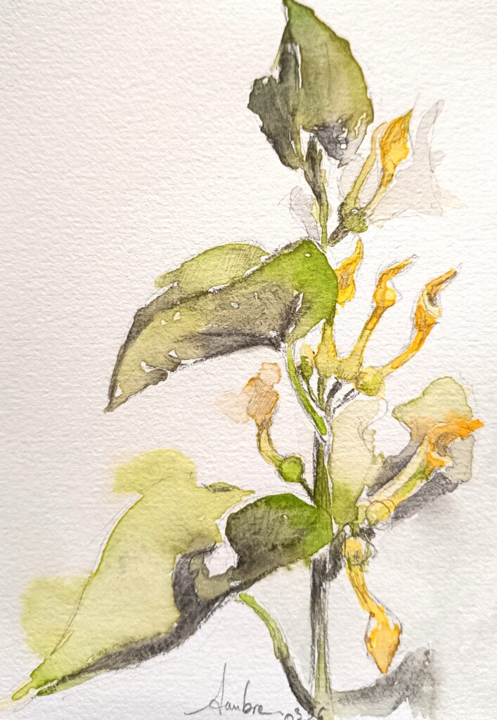 Aquarelle d'aristoloche, plante toxique
