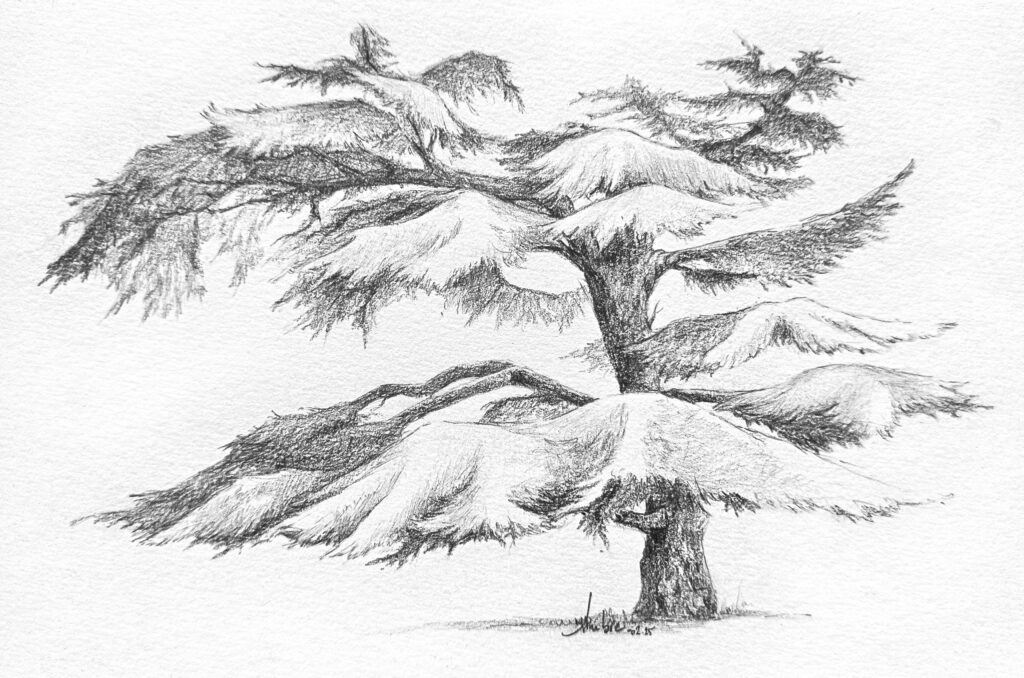 Dessin du Cèdre du Liban, jardin des plantes à Toulouse