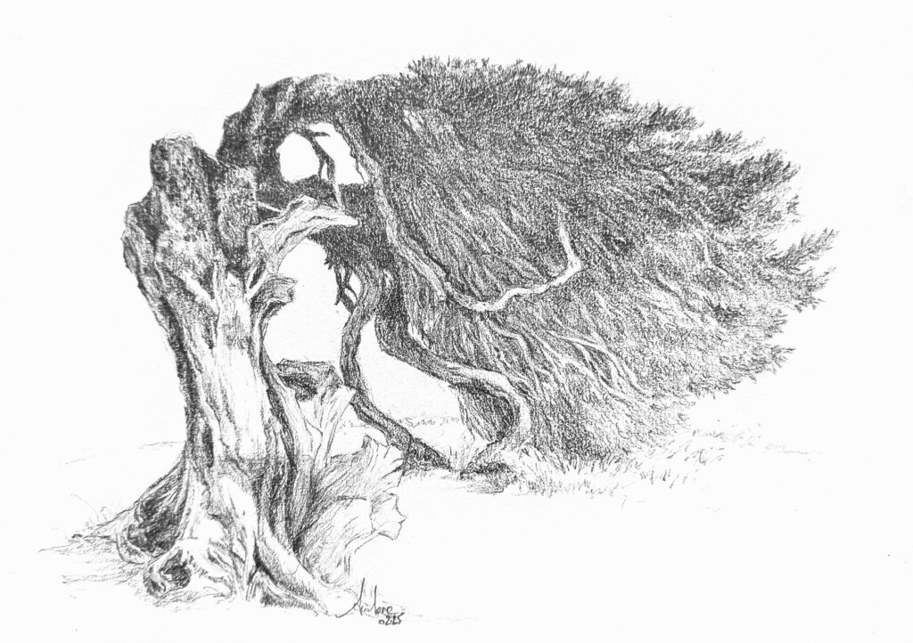 Dessin de Genévrier illustrant la résilience