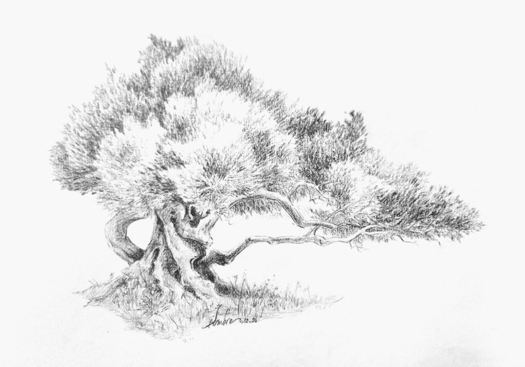 Dessin d'Olivier, arbre phytothérapeutique