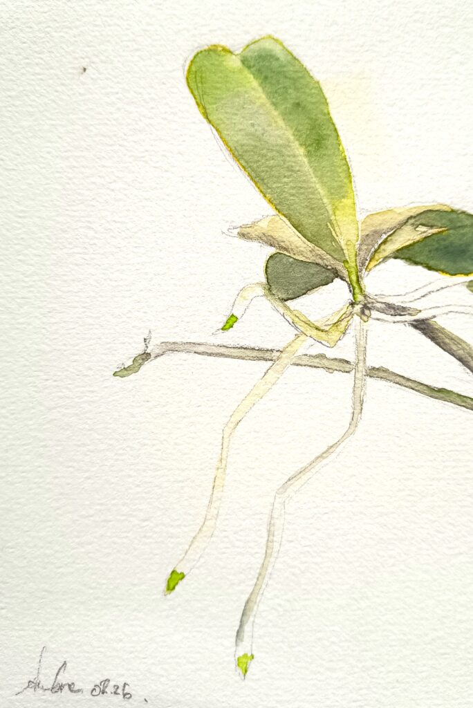 Aquarelle de keki d'orchidée