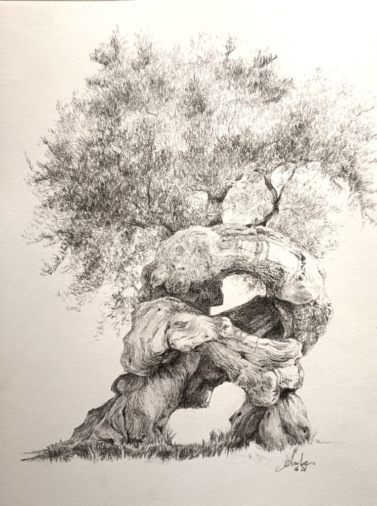 Dessin d'Olivier, arbre sacré et médicinal très utile en phytothérapie