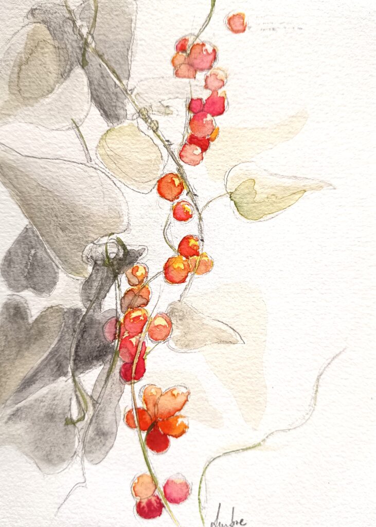 Aquarelle de tamier, plante toxique
