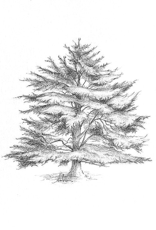 Dessin de Cèdre du Liban