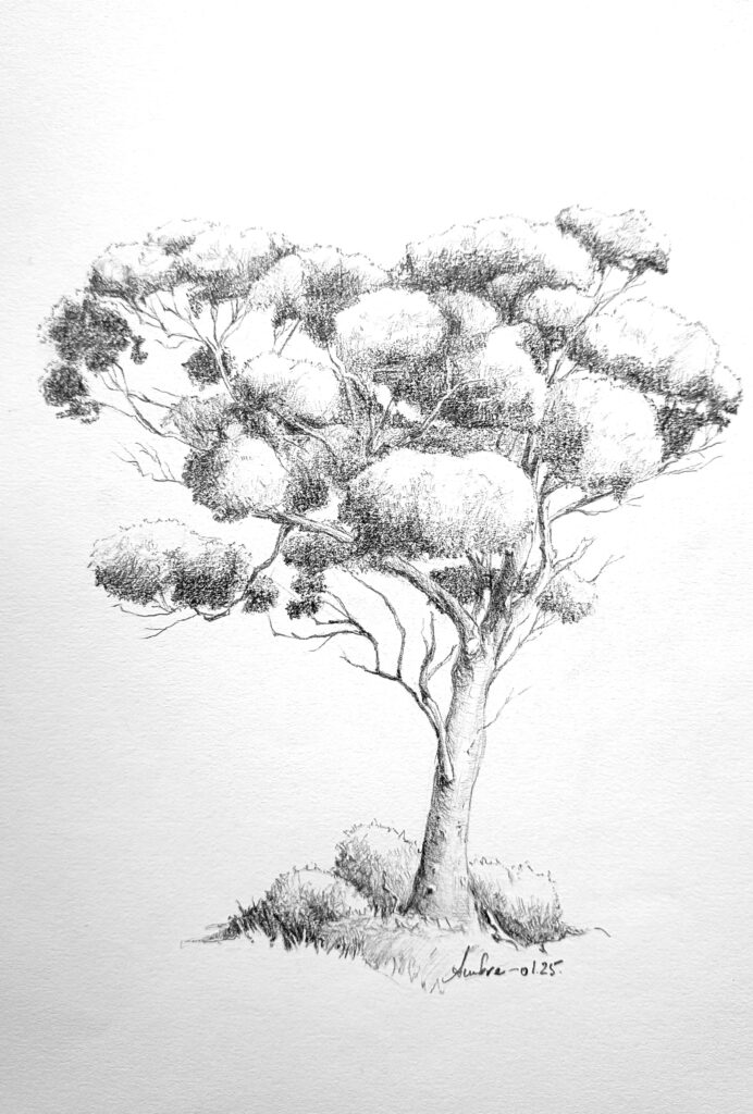 Dessin de santal, arbre sacré et médicinal utile pour les troubles de la fertilité, au masculin